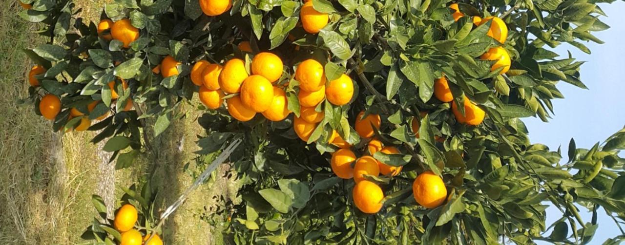 Jeju Mermuri Yerye-dong 外观 照片