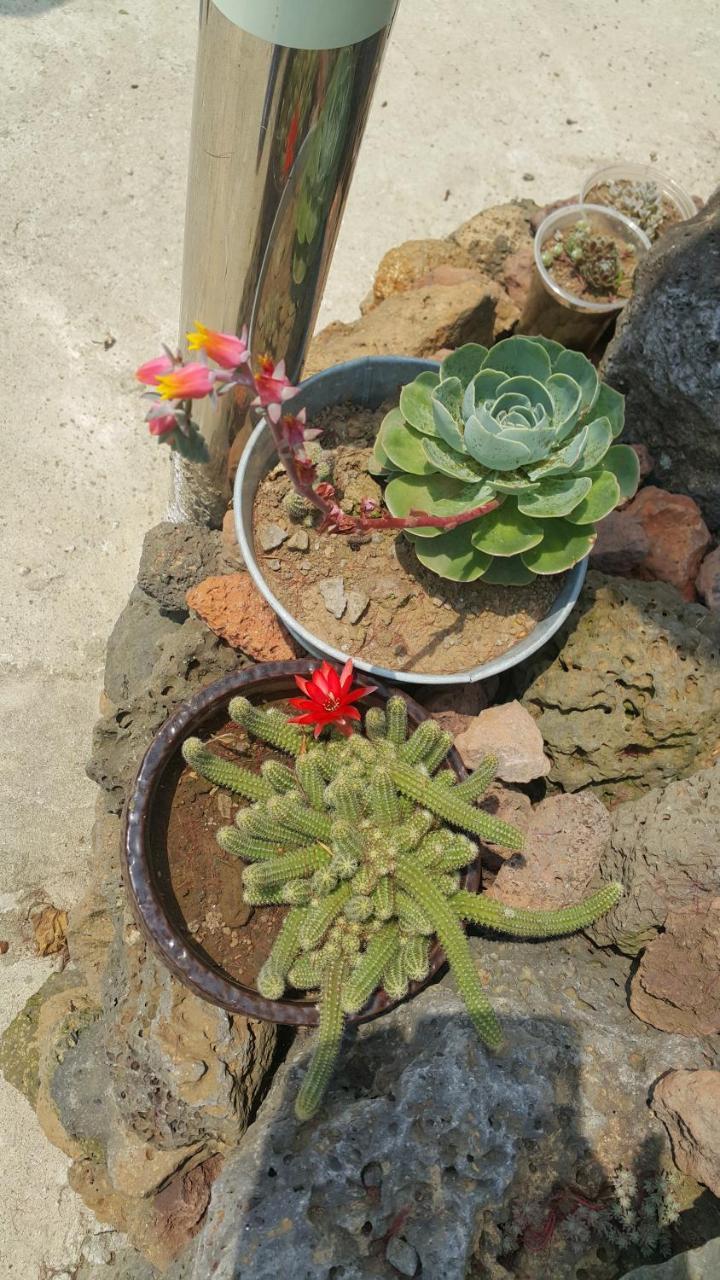 Jeju Mermuri Yerye-dong 外观 照片